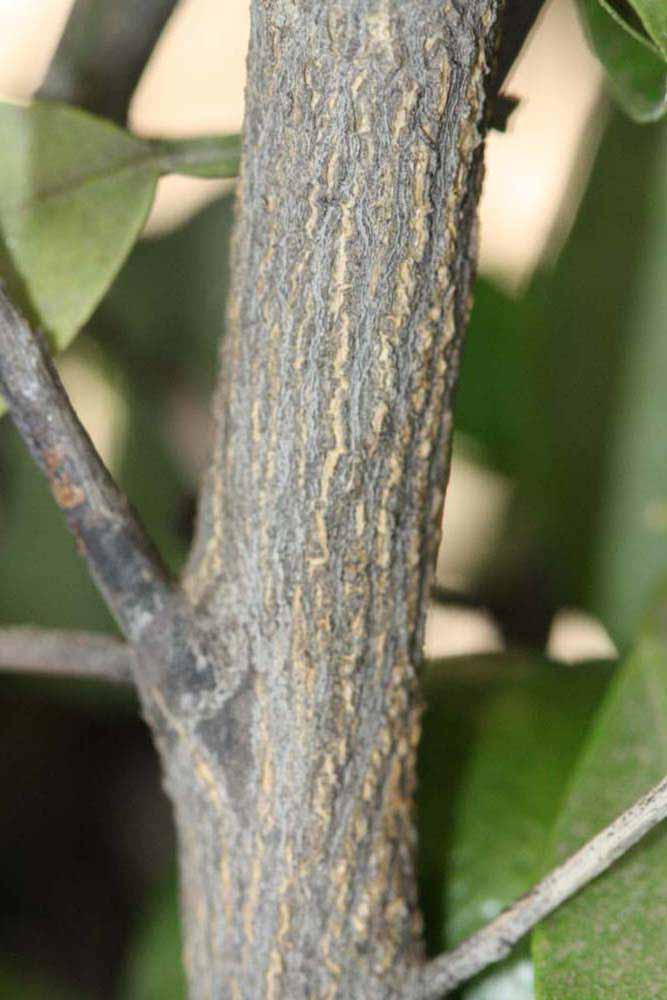              Second - third year twig (Riverside, CA)       